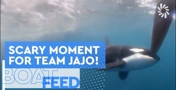 ORCA ENCOUNTER AT GIBRALTAR FOR TEAM JAJO | The Ocean Race